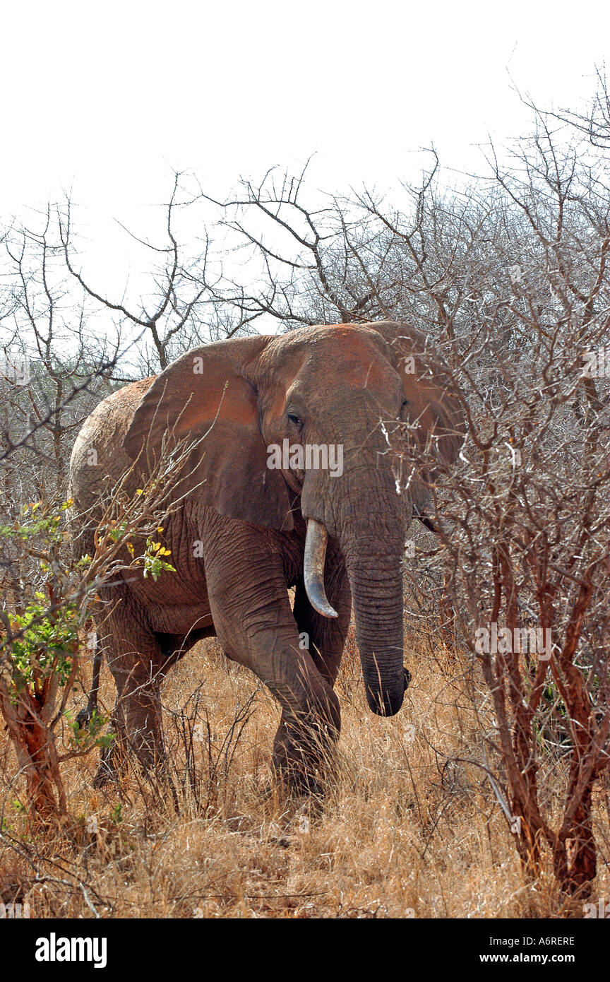 Elephant Tsavo West National Park Kenya Stock Photo Alamy