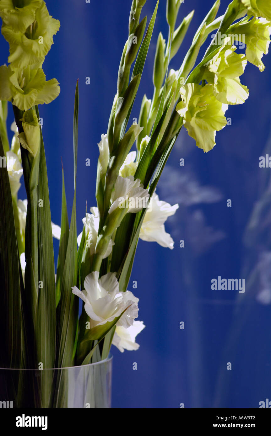 white gladiolus in vase, blue afterimage Stock Photo, Royalty Free
