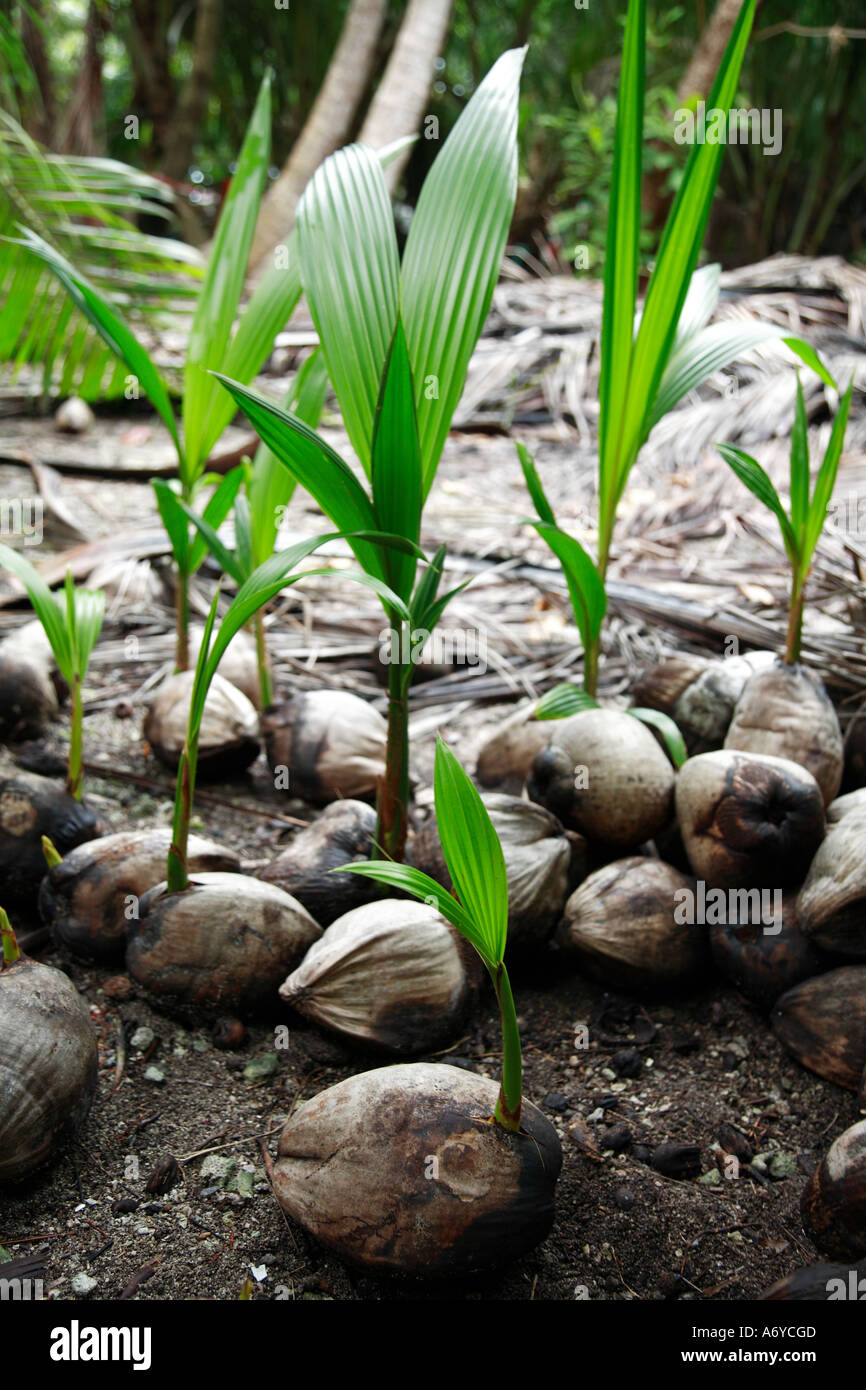 Coconut nursery Stock Photo, Royalty Free Image 6670348 Alamy