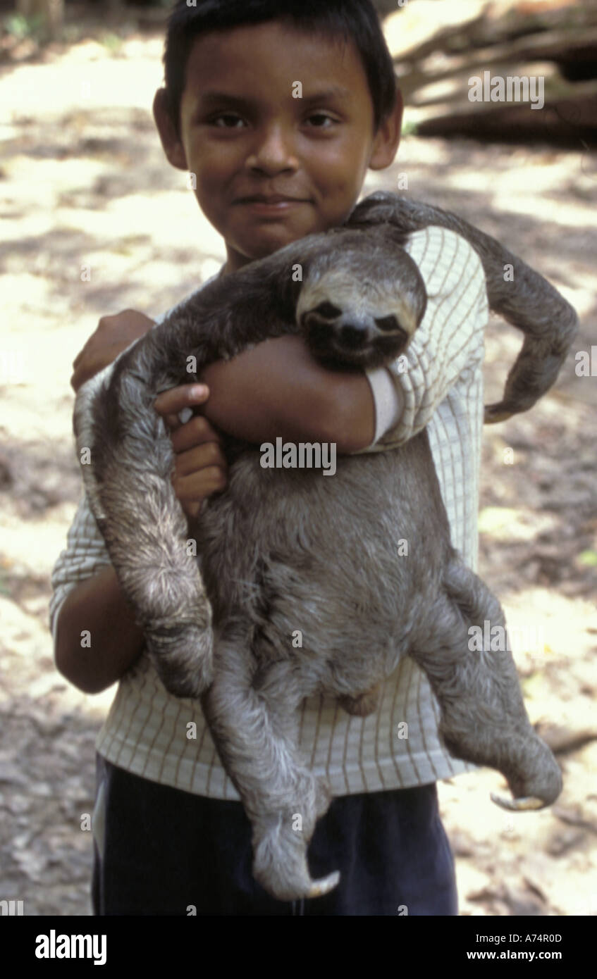 Worksheet 3 Toed Sloth For Sale brazil near manaus two toed sloth for sale stock photo royalty sale
