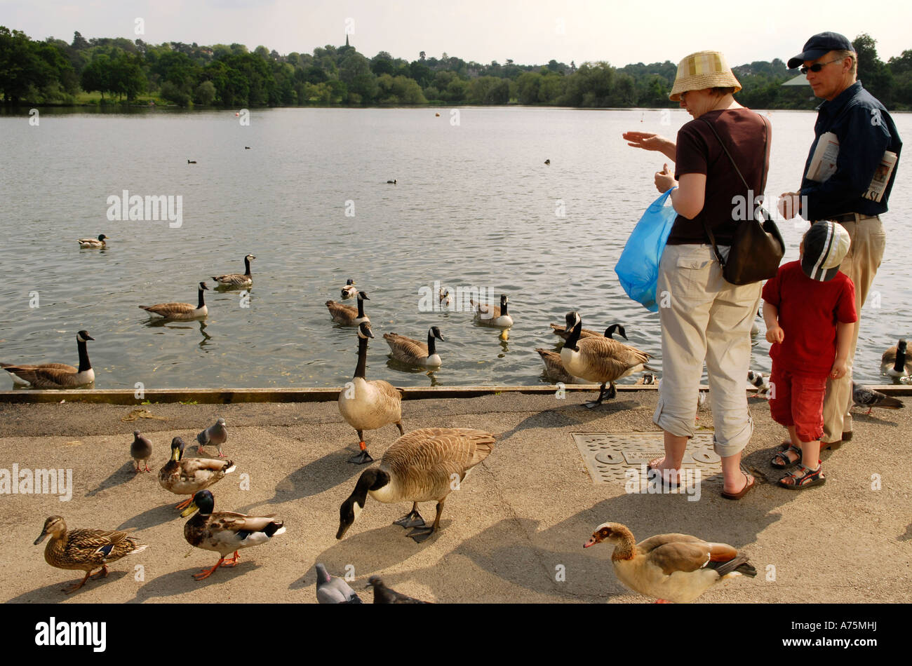 A family feed the ducks in Wimbledon Park, Wimbledon South London Stock