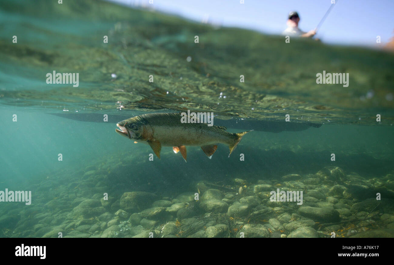 Rainbow Trout Fly Fishing on the Clutha River Wanaka New Zealand Stock