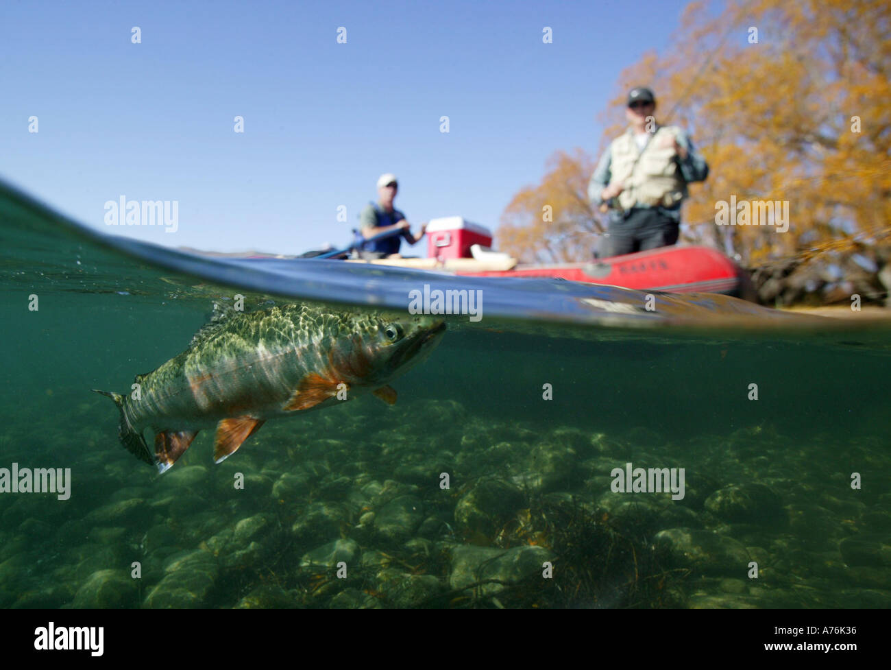 Rainbow Trout Fly Fishing on the Clutha River Wanaka New Zealand Stock