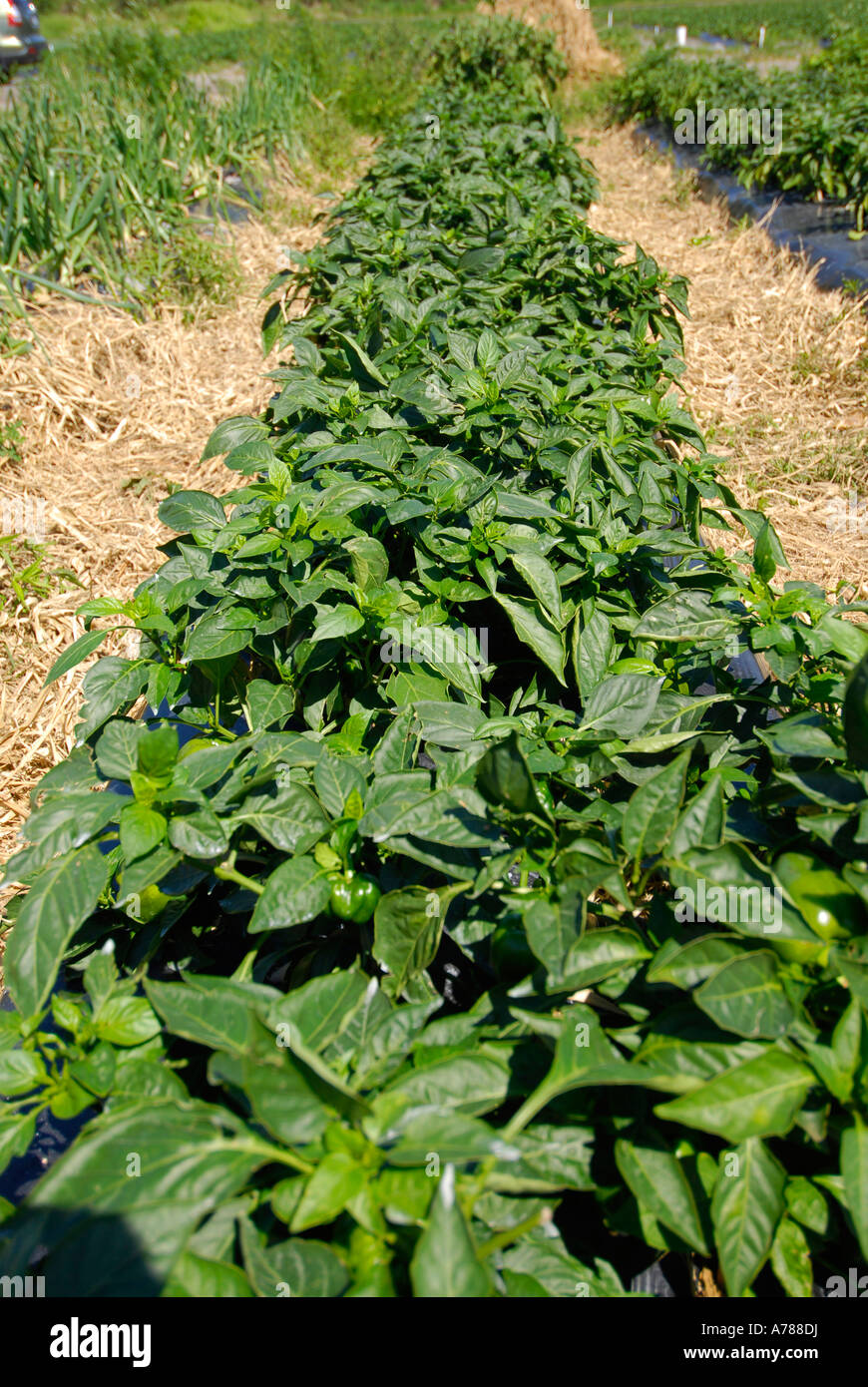 Green Peppers Fresh Vegetable Produce And Fruit Truck Farming In Ruskin Florida Tampa Hillsborough County Gulf West Central Green Peppers Fresh Vegetable Produce And Fruit Truck Farming In Ruskin Florida Tampa Hillsborough County Gulf West Central