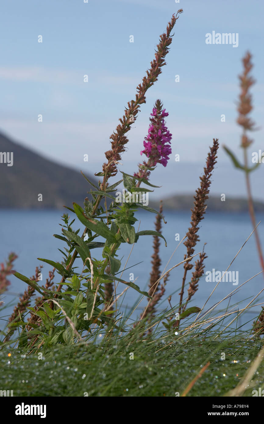 Wild purple flowers by the sea in County Kerry Ireland or Eire Stock