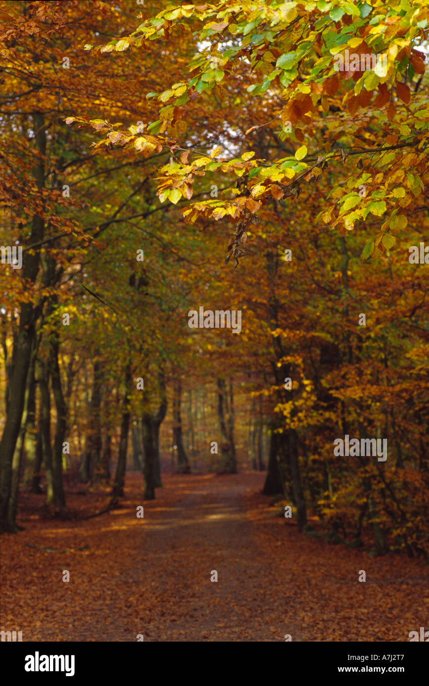 An-autumn-coloured-track-through-a-Beech