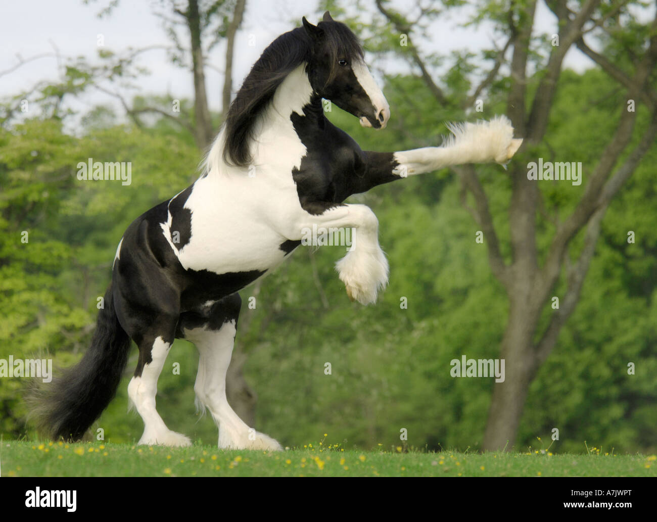 Stallion interracial photos