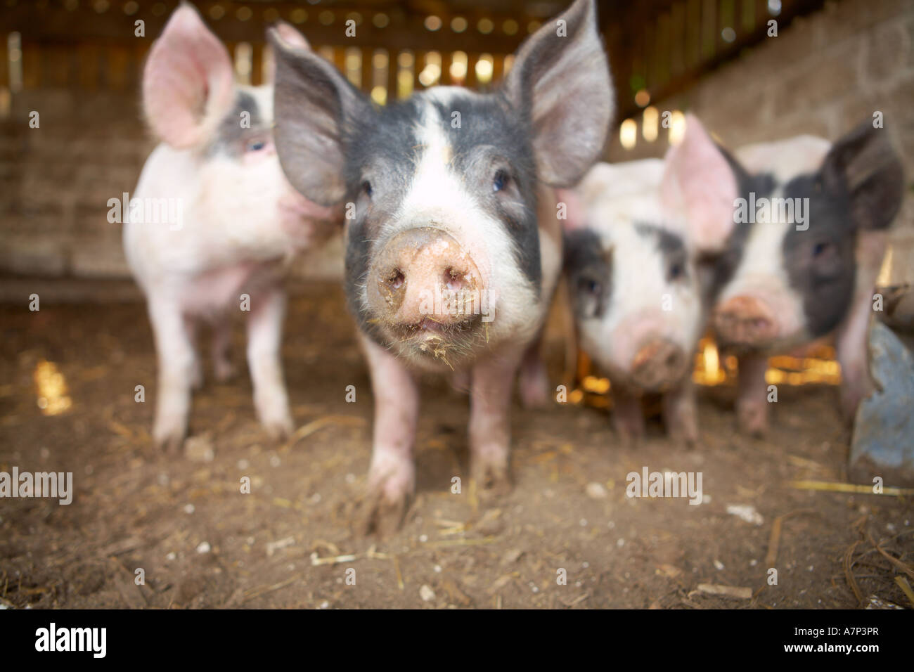Young pigs in a barn on a farm in Dorset county England UK 24 03 2007