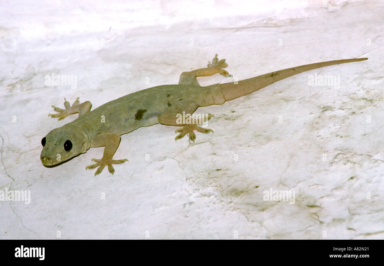 gekko gecko asia wildlife stock photos & gekko gecko asia wildlife gekko gecko asia wildlife stock photos & gekko gecko asia wildlife