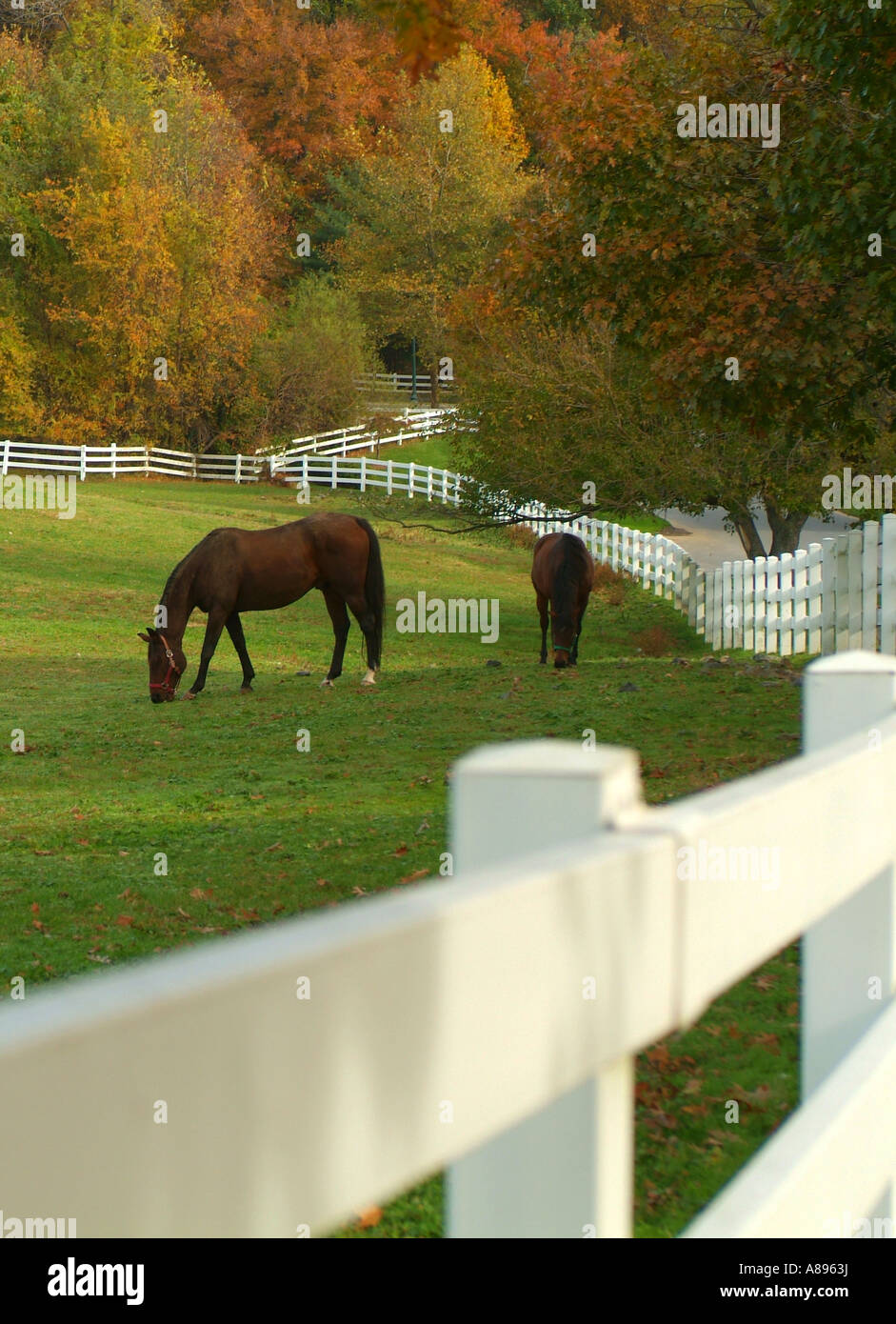 USA-Maryland-Potomac-horse-farm-Fall-A89