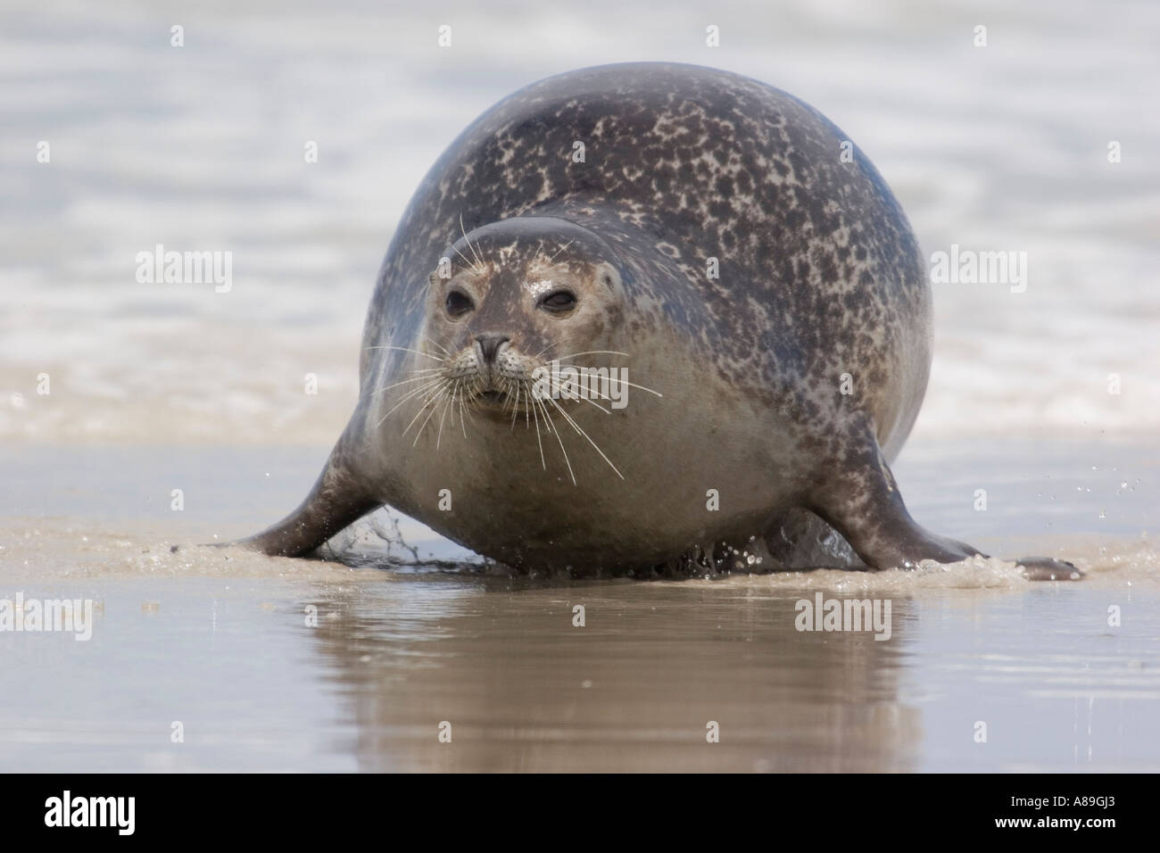 Fat common seal crawling onto the beach Stock Photo Fat common seal crawling onto the beach Stock Photo