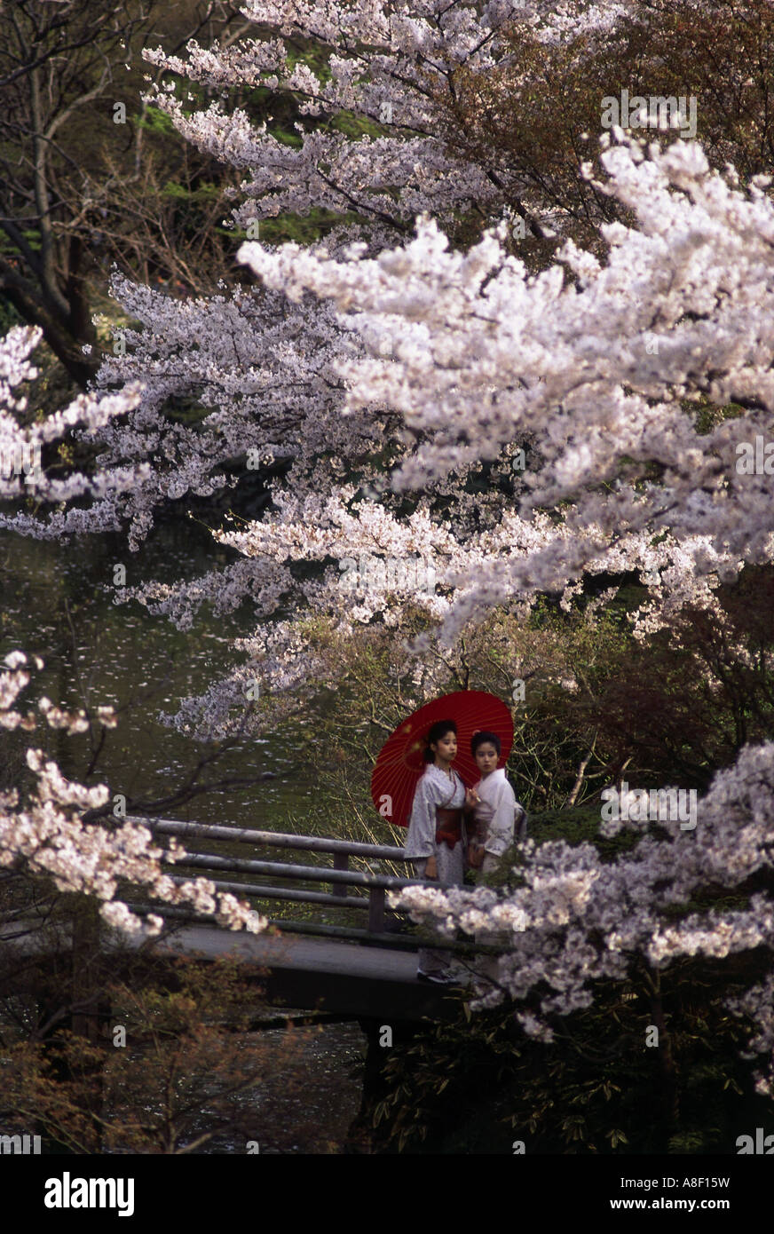 Japanese Garden Cherry Blossom Bridge geography / travel, tokyo, garden / parks, korakuen park, cherry Japanese Garden Cherry Blossom Bridge geography / travel, tokyo, garden / parks, korakuen park, cherry