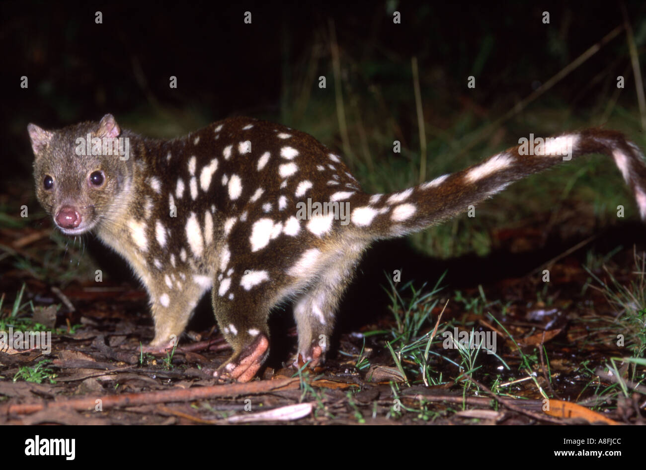 Spotted tiger quoll Dasyurus maculatus maculatus New England National