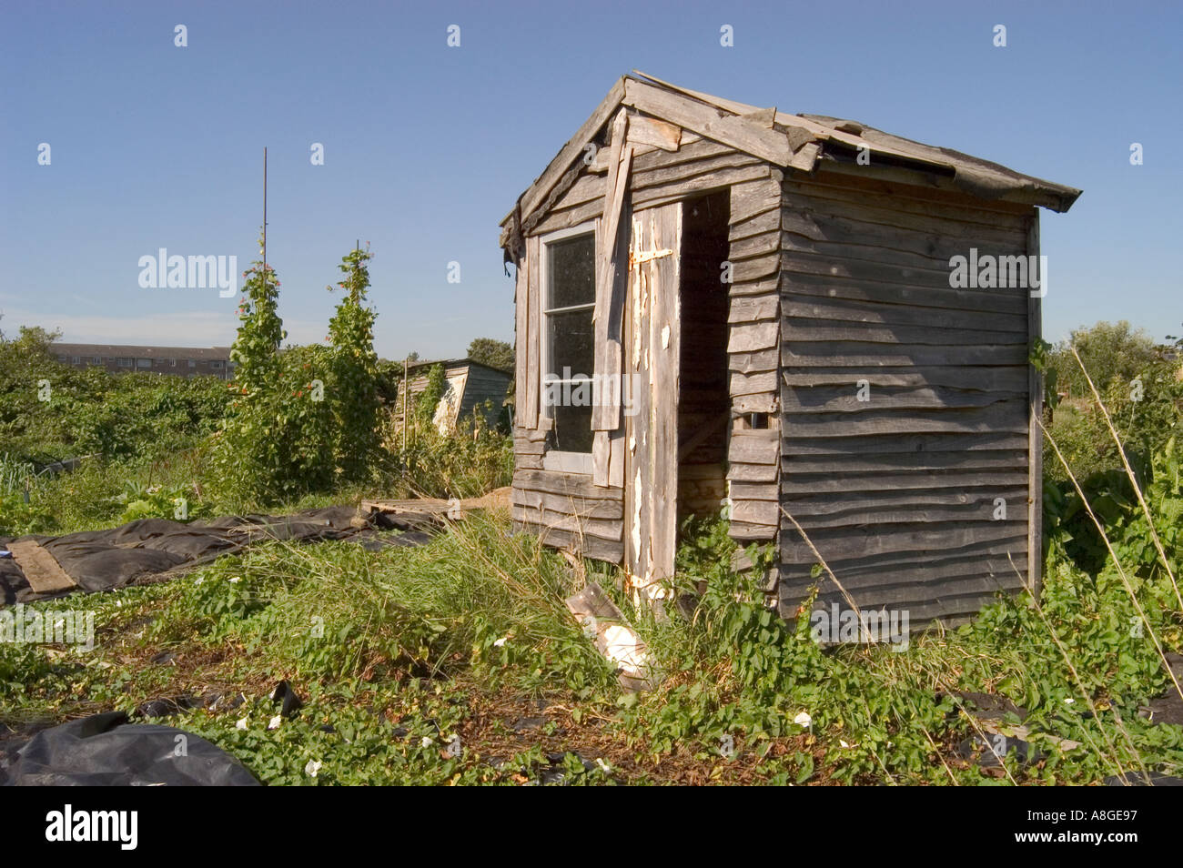 broken down shed on city allotment Stock Photo 2231958 Alamy