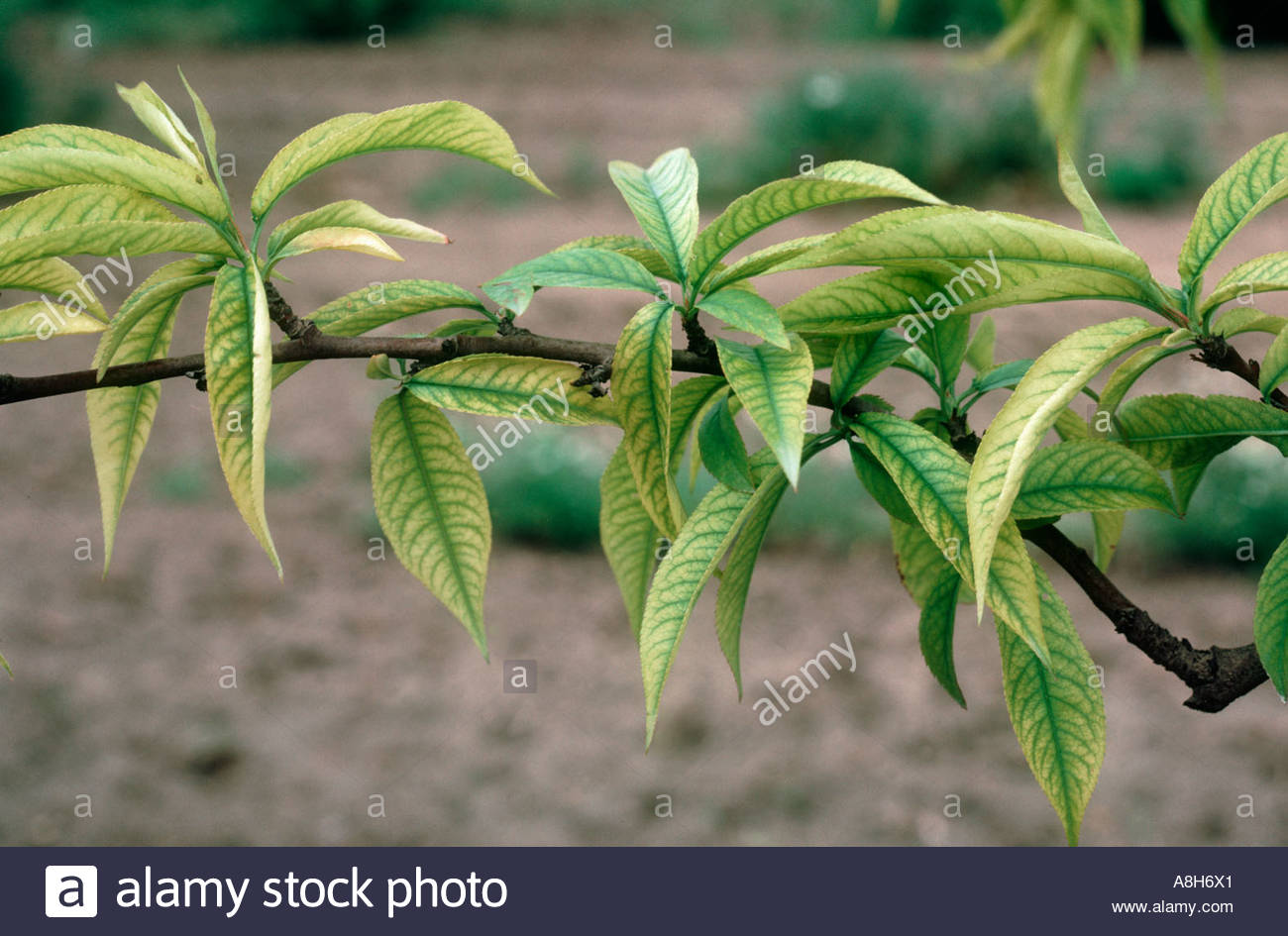 Iron deficiency symptoms on peach leaf and branch Stock Photo 6916640
