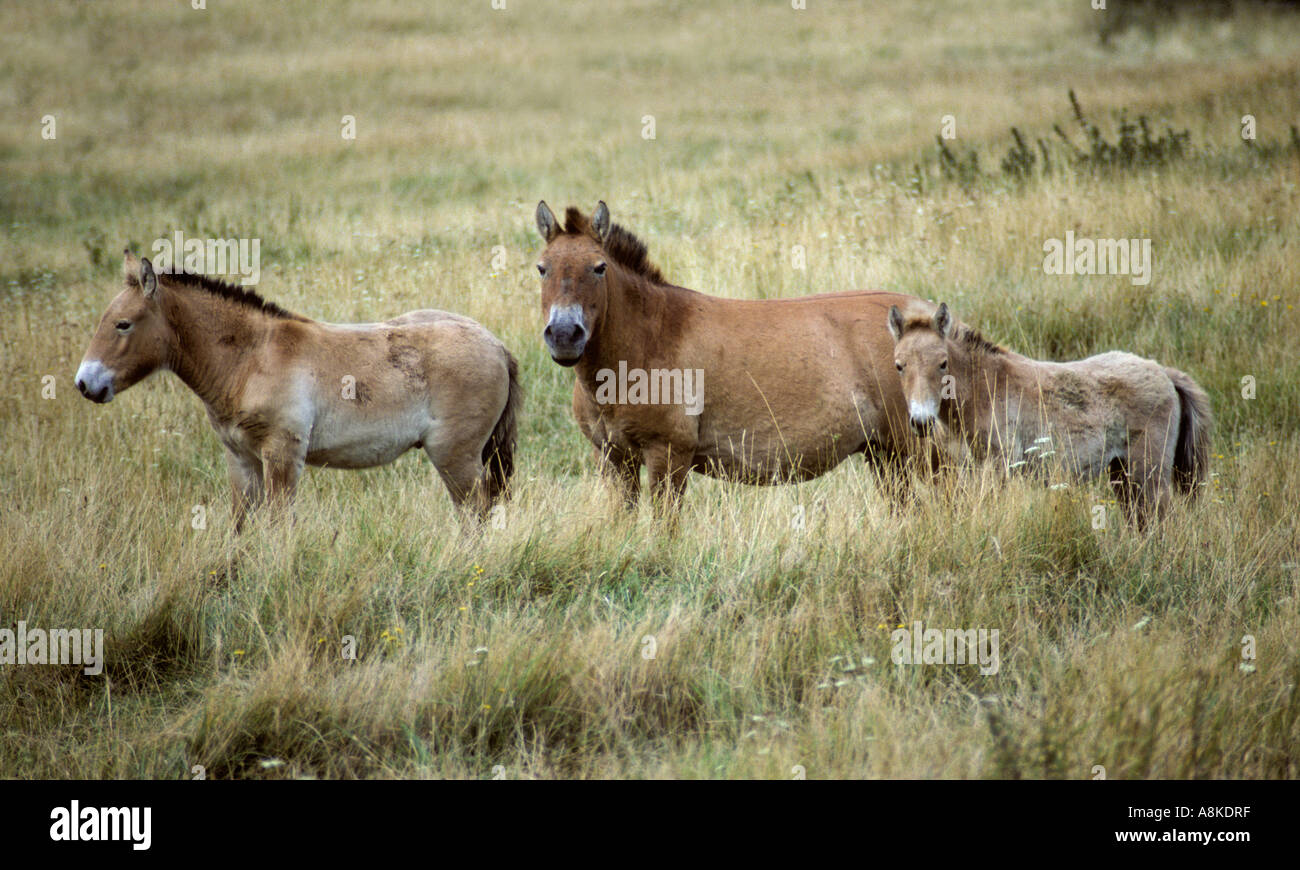Przewalski s Horse Equus przewalskii Mongolia Central Asia Port Stock Photo, Royalty Free Image