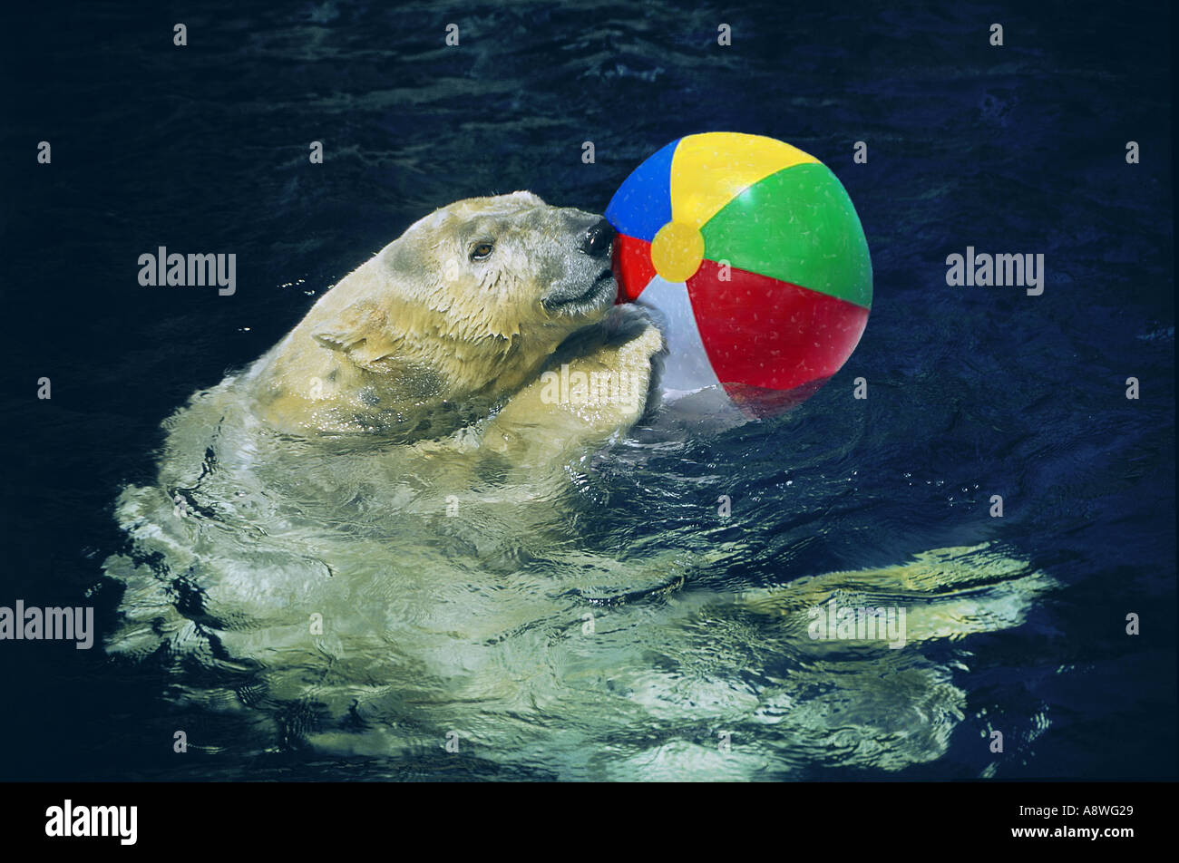 Beach Ball In Water polar bear playing with a beach ball in the water in central park Beach Ball In Water polar bear playing with a beach ball in the water in central park