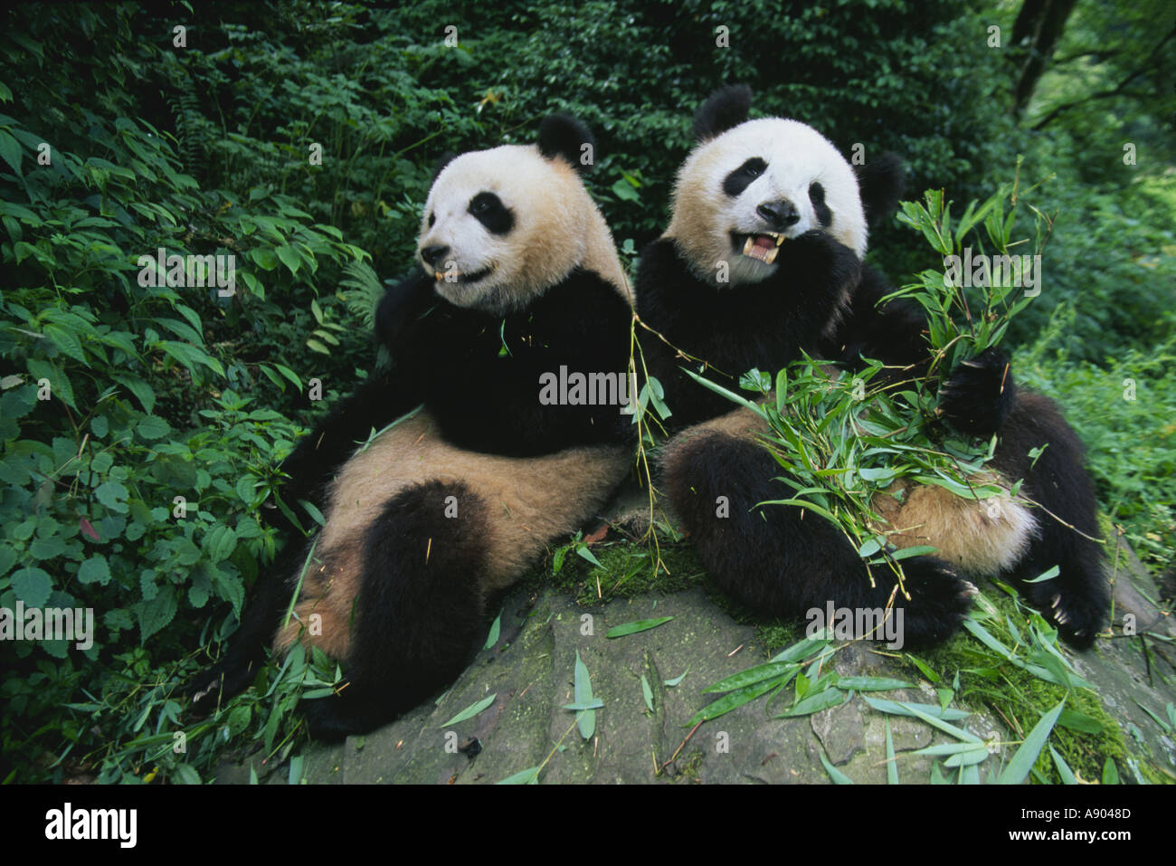 two-giant-pandas-sit-on-a-rock-and-eat-b
