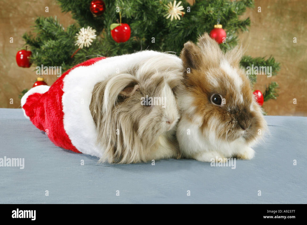 christmas-dwarf-rabbit-and-guinea-pig-A9237T