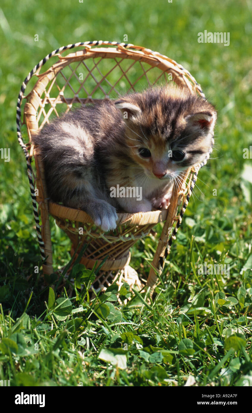 cat-sitting-in-a-small-basket-chair-A92A