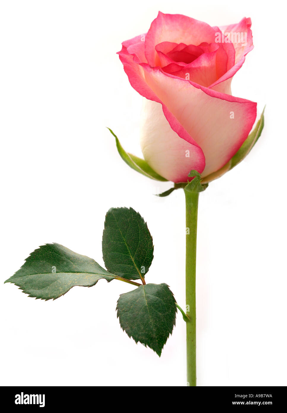 Single Pink Rose Stem