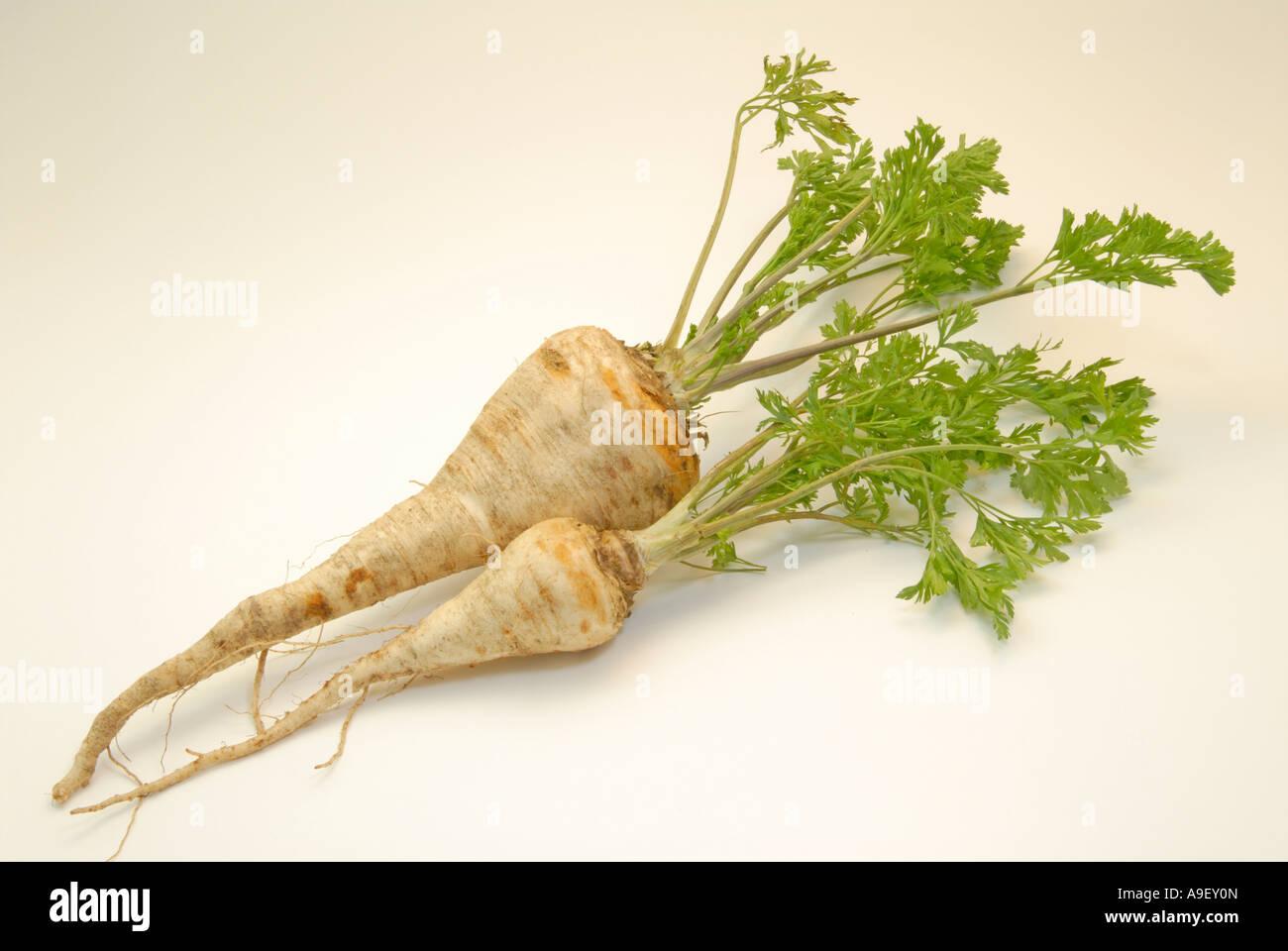Turnip rooted Parsley (Petroselinum crispum ssp tuberosum), studio