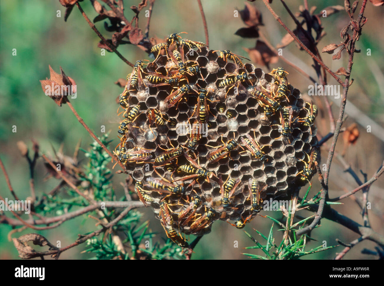 types of paper wasps types of paper wasps