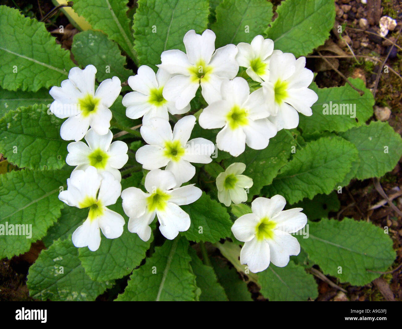 Mallorcan primrose, Majorcan primrose, Balearic white primrose Stock