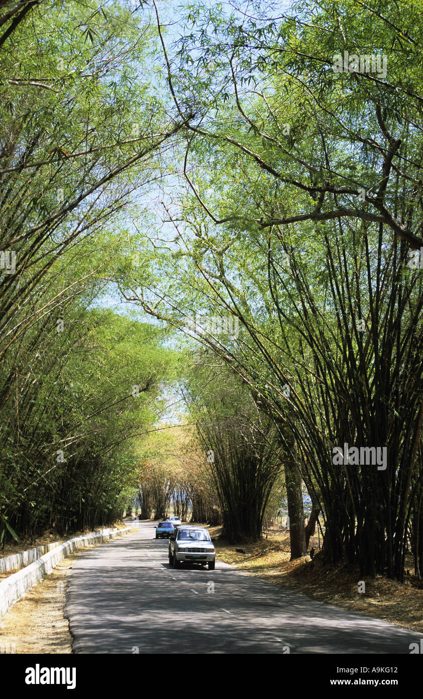 Jamaica St Elizabeth Bamboo Avenue Stock Photo Alamy