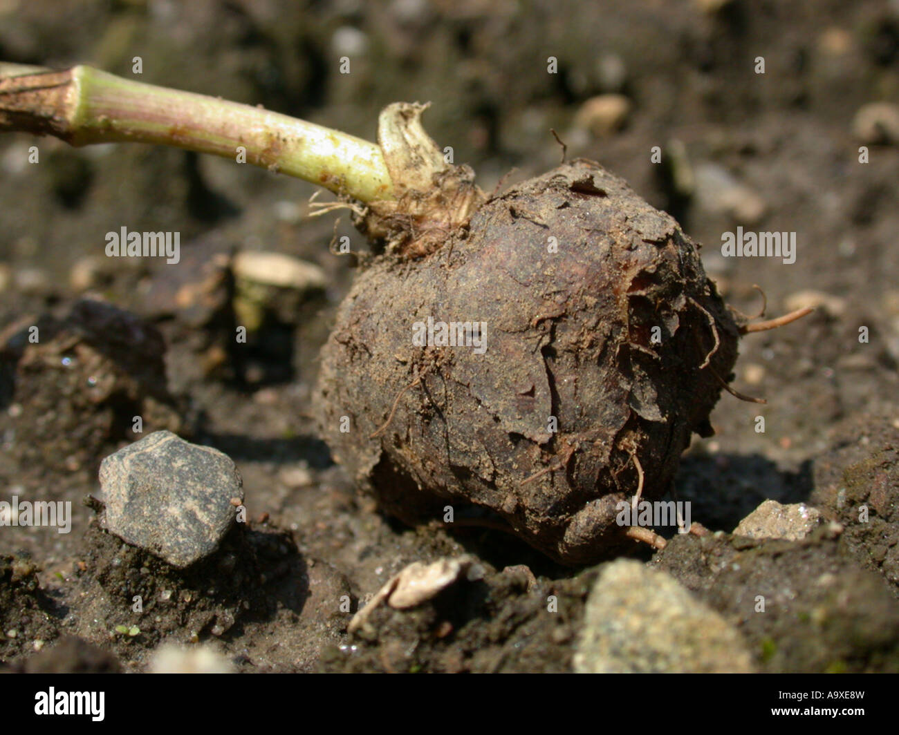 great pignut (Bunium bulbocastanum, Bunium bulbocastaneum), tuber Stock