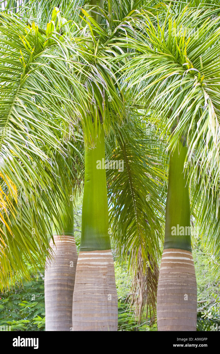 cuban royal palm (Roystonia regia), South Africa Stock Photo, Royalty Free Image 12455481 Alamy