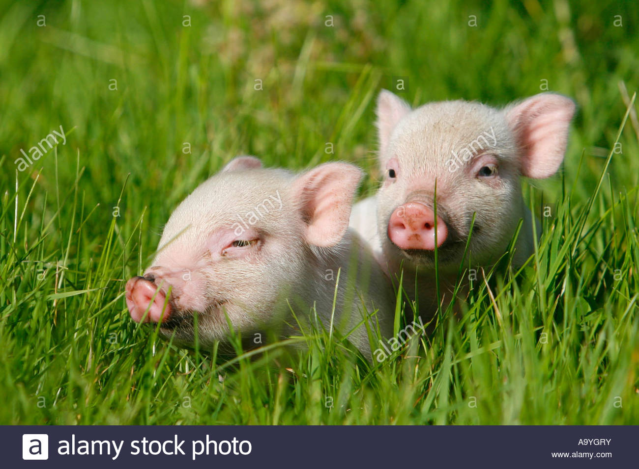 man fuck female pig fineartteens nudes