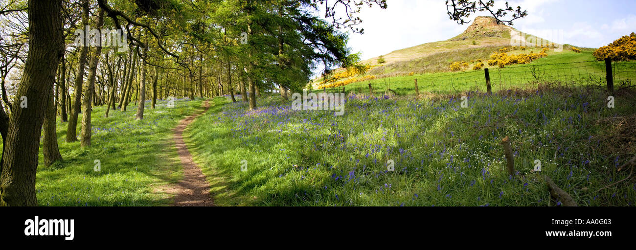 Digital Panorama Bluebell Carpet Newton Wood Roseberry Topping North