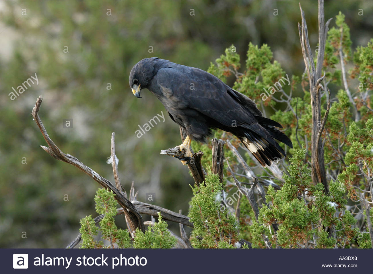 zone-tailed-hawk-perched-on-tree-buteo-albonotatus-AA3DX8.jpg