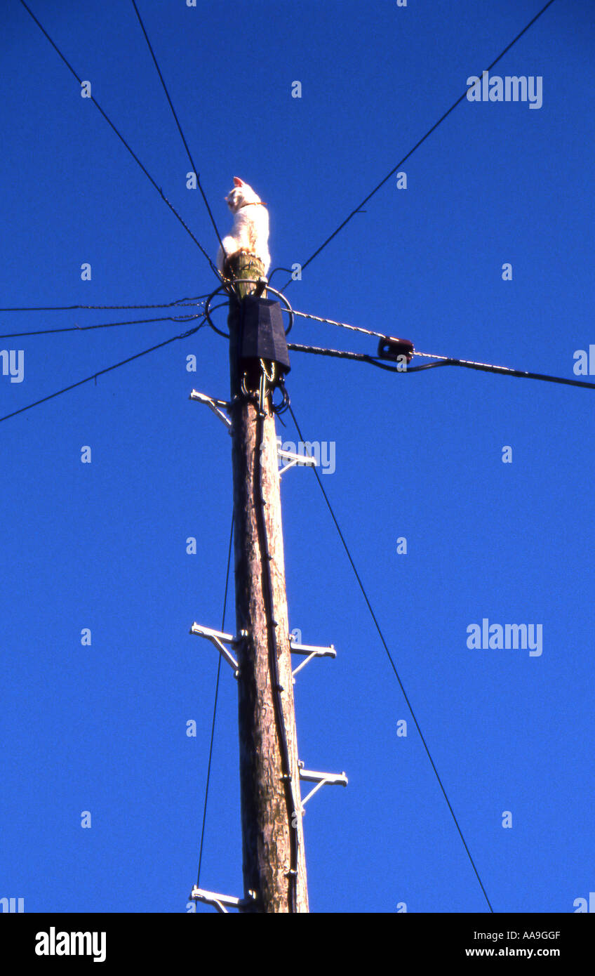 Cat On Telegraph Pole Stock Photo Alamy