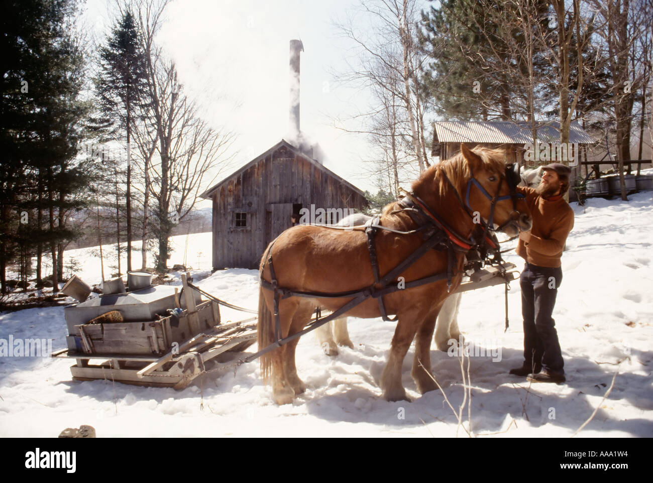 maple tree and horses a gets his horses ready to retrieve maple sap to make maple stock photo royalty free image maple tree and horses a gets his horses ready to retrieve maple sap to make maple stock photo royalty free image