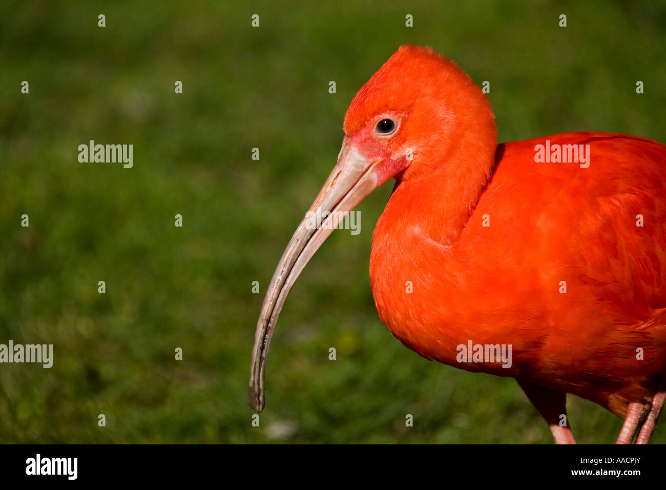 Scarlet Ibis Eudocimus Ruber Stock Photo Alamy