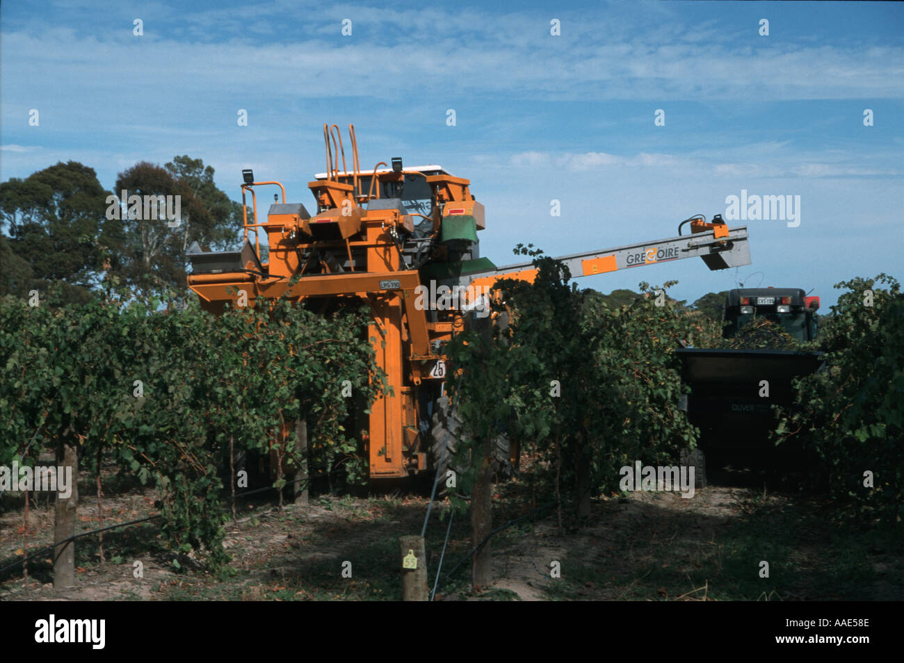 Mechanical Grape Harvesting in South Australia Stock Photo, Royalty