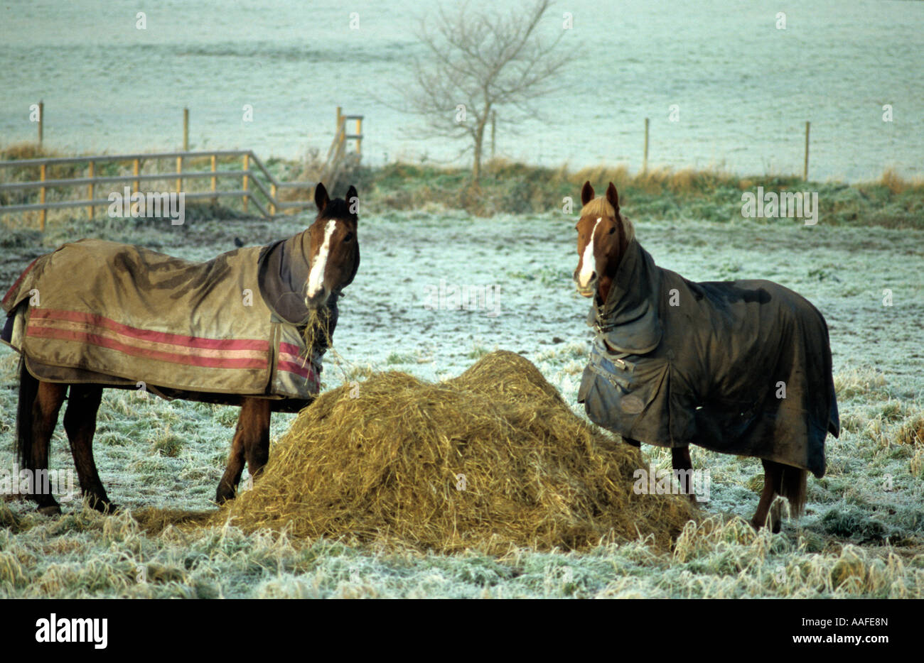 Horses Eating Hay On Winter Morning At Henstead in Suffolk Uk Stock
