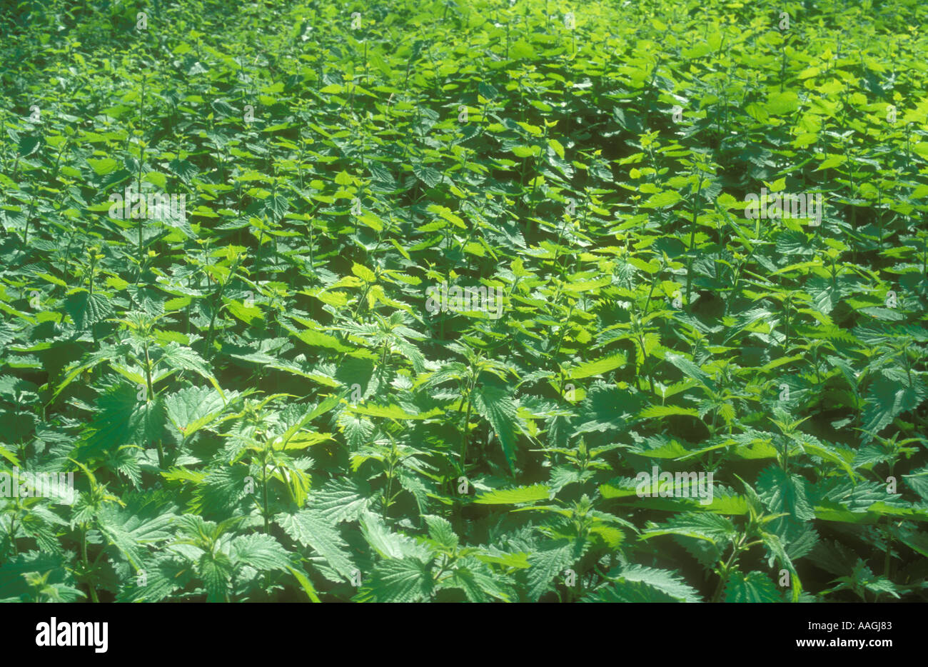 Close up on a large bed of Stinging Nettles Stock Photo, Royalty Free