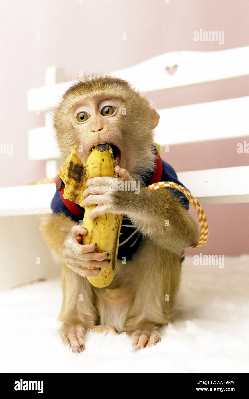 Image Result For Thousand Monkey Royalty Free Images Stock Photos Pictures Image Result For Thousand Monkey Royalty Free Images Stock Photos Pictures