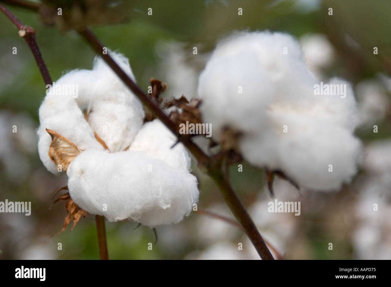 Cotton plant growing in field on South Carolina farm USA Stock Photo