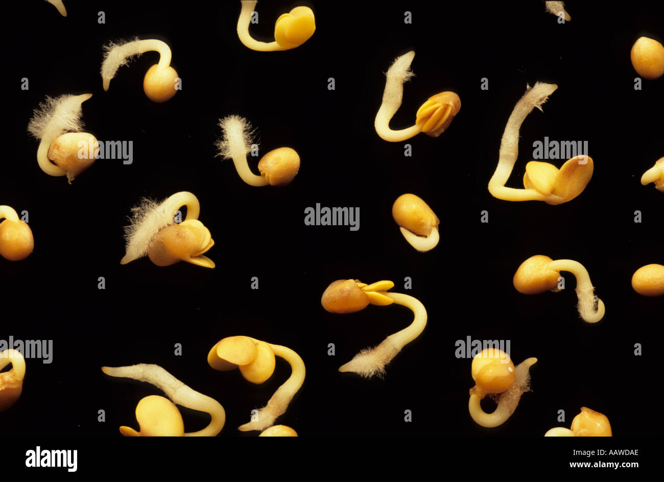 Germinating mustard seeds 3 Stock Photo, Royalty Free Image 2366893