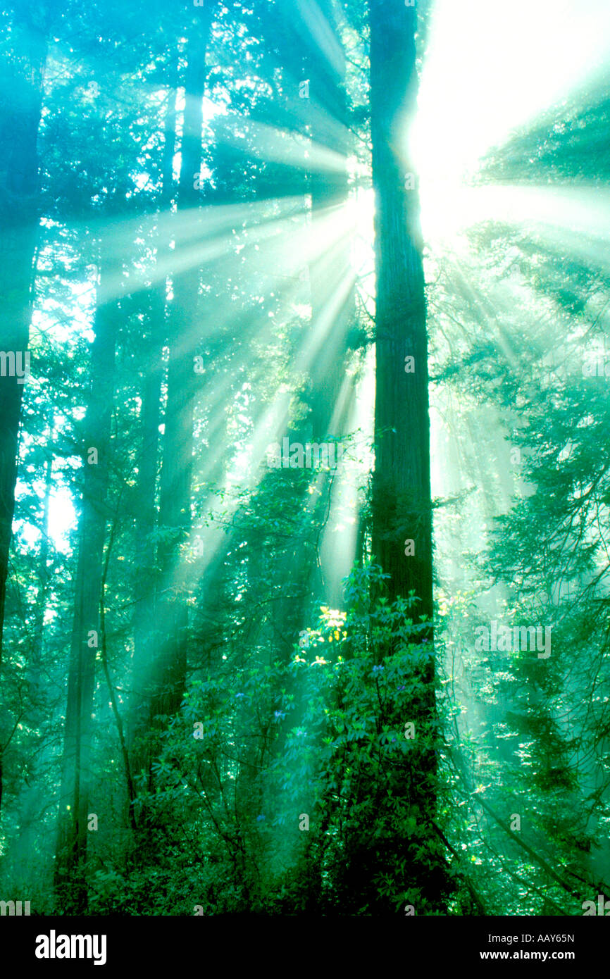 Sequoia - The Forgotten Link Sequoia - The Forgotten Link