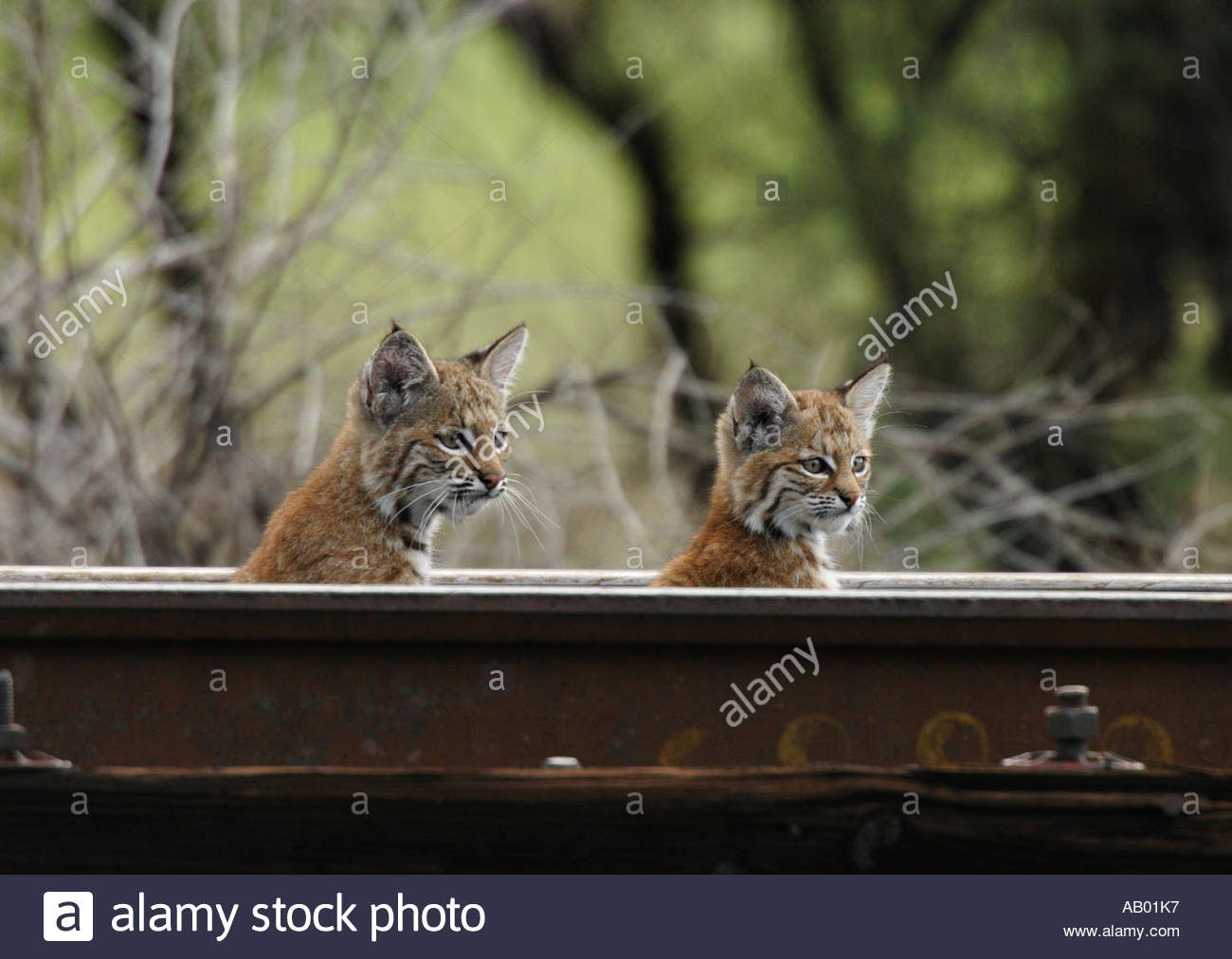 bobcat-kittens-peering-over-railroad-rail-lynx-rufus-AB01K7.jpg