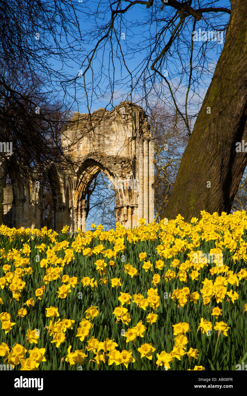 Spring Daffodils by St Marys Abbey in Museum Gardens York England Stock