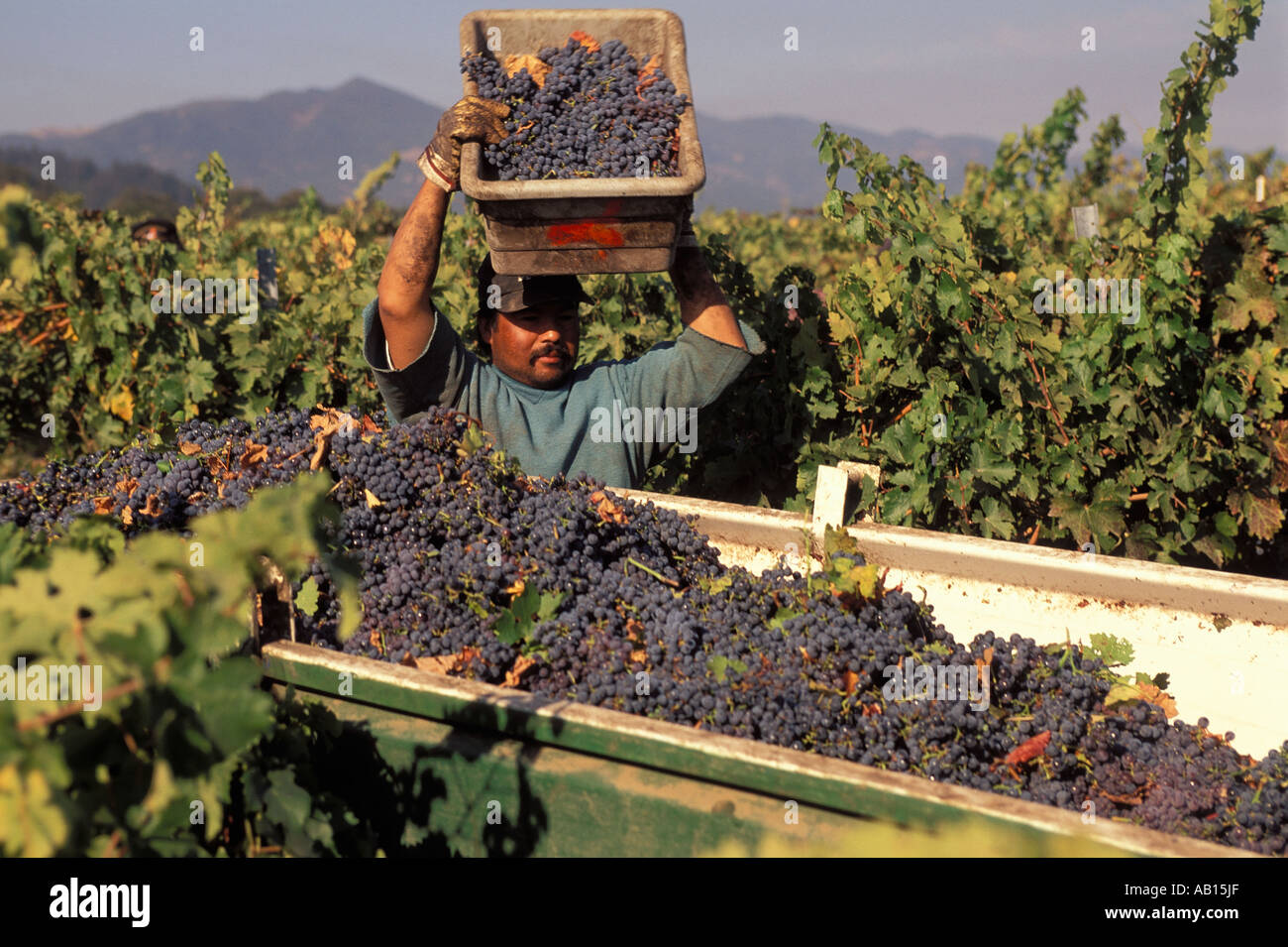 Farm worker harvesting grapes in Napa California USA Stock Photo