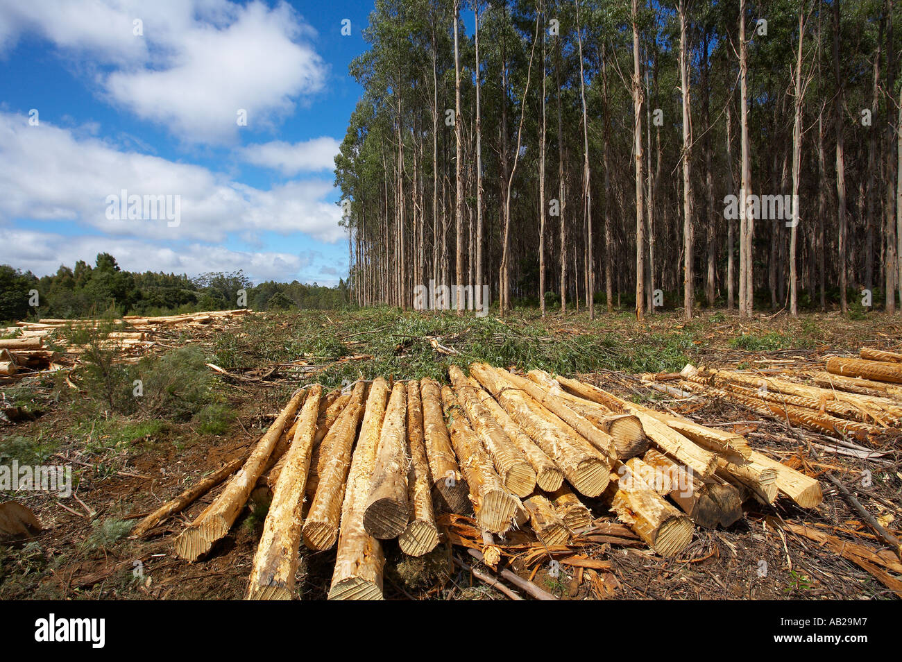 deforestation in australia The following forest facts are drawn from australia's state of the forests report 2013, and are generally based on data up to or as of 2011: type and extent of. deforestation in australia The following forest facts are drawn from australia's state of the forests report 2013, and are generally based on data up to or as of 2011: type and extent of.