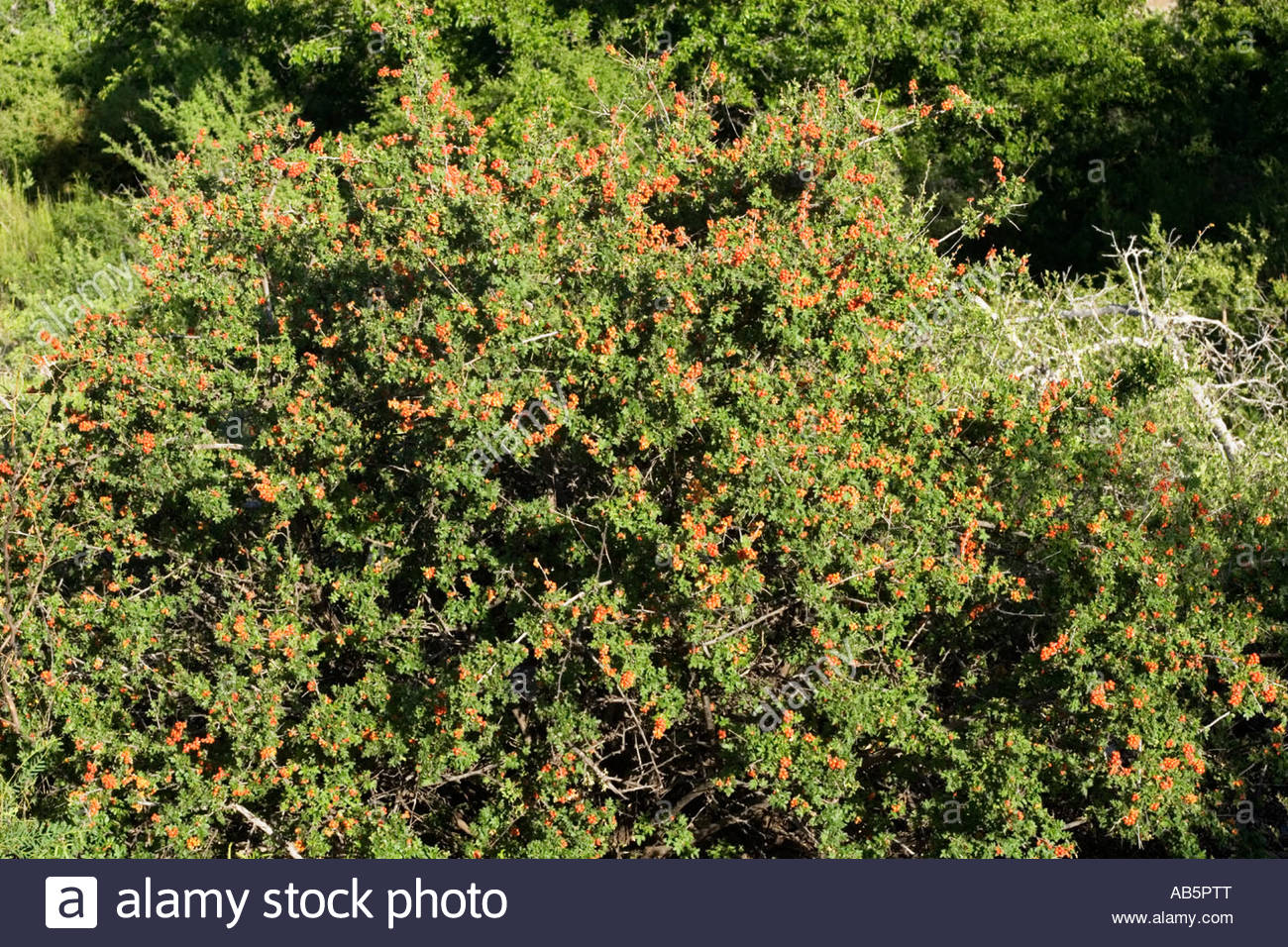Little leaf Sumac Desert Sumac Rhus microphylla Stock Photo, Royalty
