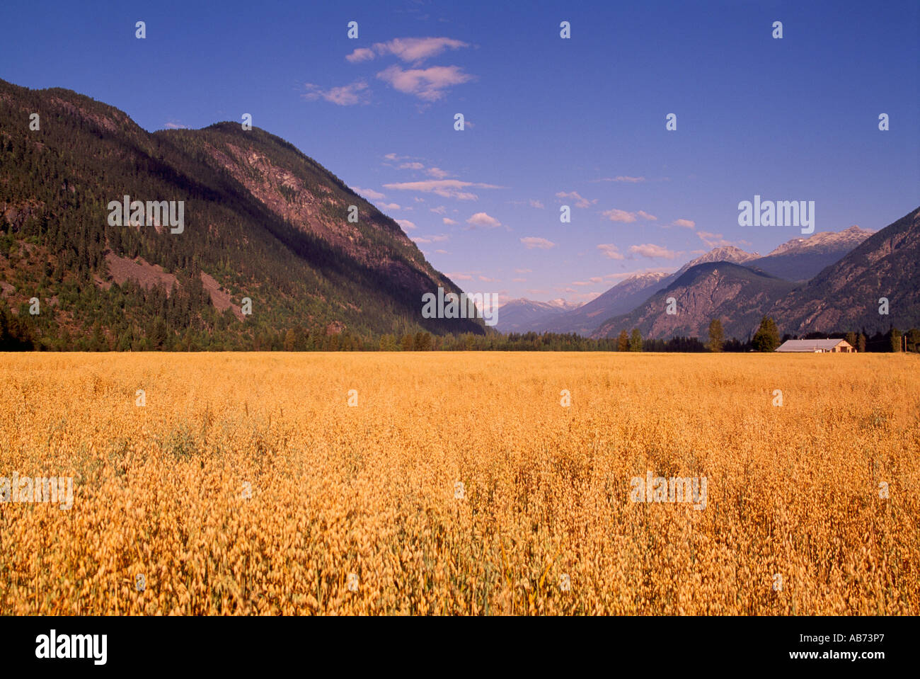 Pemberton Valley, BC, British Columbia, Canada Oat Field, Crop of